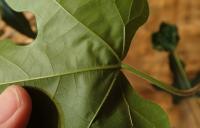 Brachychiton javorolistý (Brachychiton acerifolius)