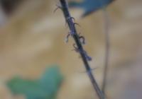 Brachychiton javorolistý (Brachychiton acerifolius)