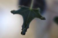 Brachychiton javorolistý (Brachychiton acerifolius)