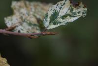 Buk lesní 'Franken' (Fagus sylvatica)