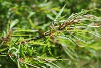 Buk lesní 'Mercedes' (Fagus sylvatica)