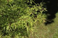 Buk lesní 'Mercedes' (Fagus sylvatica)