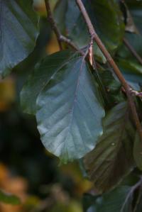 Buk lesní 'Purple Fountain' (Fagus sylvatica)