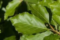 Buk lesní 'Tortuosa' (Fagus sylvatica)