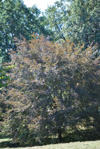 Buk lesní 'Tricolor' (Fagus sylvatica)