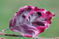 Buk lesní 'Tricolor' (Fagus sylvatica)