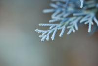 Jalovec skalní (Juniperus scopulorum)
