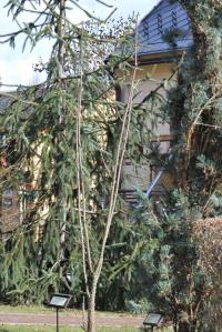 Dlanitec pestrý 'Maximowiczii' (Kalopanax pictus)