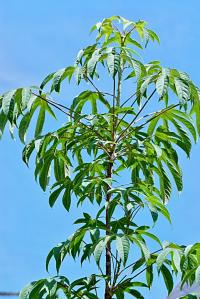 Dlanitec pestrý 'Maximowiczii' (Kalopanax pictus)