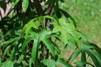 Dlanitec pestrý 'Maximowiczii' (Kalopanax pictus)