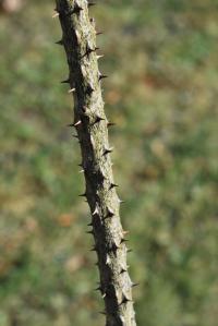 Dlanitec pestrý 'Maximowiczii' - větev s kuželovitými ostny (Kalopanax pictus)