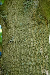 Liliovník tulipánokvětý 'Aureomarginatum' (Liriodendron tulipifera)