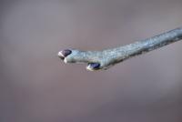 Mákie Faurieova (Maackia faurieri)