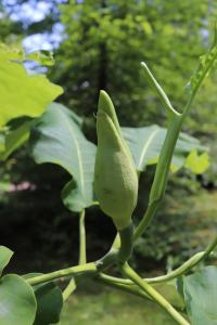 Šácholan velkolistý (Magnolia macrophylla subsp ashei)