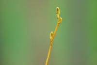 Šácholan vrbolistý (Magnolia salicifolia)
