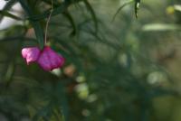 Brslen nízký 'Turkestanicus' (Euonymus nanus)