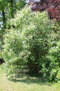 Hroznovec hroznatý (Exochorda racemosa)