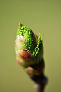 Jilm drsný 'Exoniensis' (Ulmus glabra)