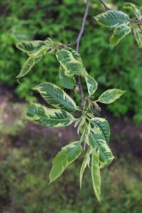 Kaštanovník jedlý 'Variegata' - jarní listy (Castanea sativa)
