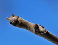 Česnekovník čínský