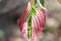 Svída sporná 'Variegata' (Cornus controversa)