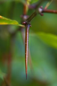 Hloh kuří noha - trn (Crataegus crus-galli)
