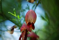 Čilimník mnohokvětý (Cytisus multiflorus)