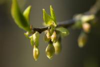 Halézie (Halesia tetraptera)