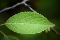 Halézie (Halesia tetraptera)