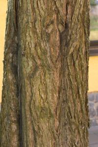Lapina jasanolistá (Pterocarya fraxinifolia)