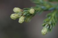 Sekvoje vždyzelená 'Adpressa' (Sequoia sempervirens)