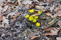 Talovín zimní (Eranthis hyemalis)