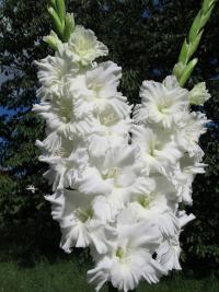 Mečík 'Polaris'