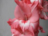 Mečík 'Patricia Ann' (Gladiolus)