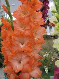 Mečík 'Clarence's Choice' (Gladiolus)