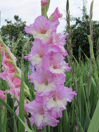 Mečík 'Hetéra' (Gladiolus)