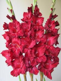 Mečík 'Býčí krev' (Gladiolus)