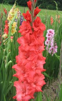 Mečík 'Víla Dudinka'