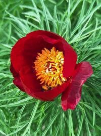 Pivoňka úzkolistá (Paeonia tenuifolia)