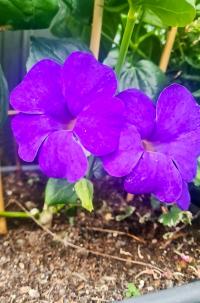 Thunbergie křídlatá (Thunbergia alata)