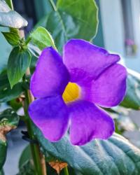 Thunbergie křídlatá (Thunbergia alata)