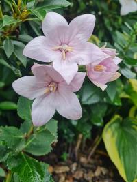 Zvonkovec velkokvětý (Platycodon grandiflorus)
