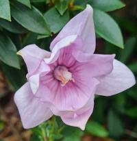 Zvonkovec velkokvětý (Platycodon grandiflorus)