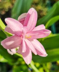 Tuberóza (Polianthes)