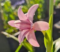 Tuberóza (Polianthes)