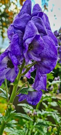 Oměj (Aconitum)