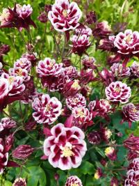 Orlíček (Aquilegia)