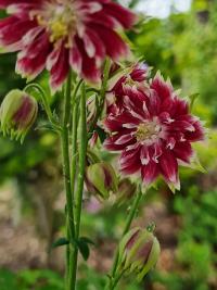 Orlíček (Aquilegia)