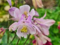 Orlíček (Aquilegia)