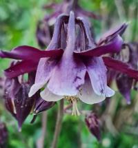 Orlíček (Aquilegia)